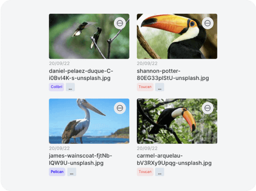 Image Classification|
Label or classify images and whole datasets in the blink of an eye
