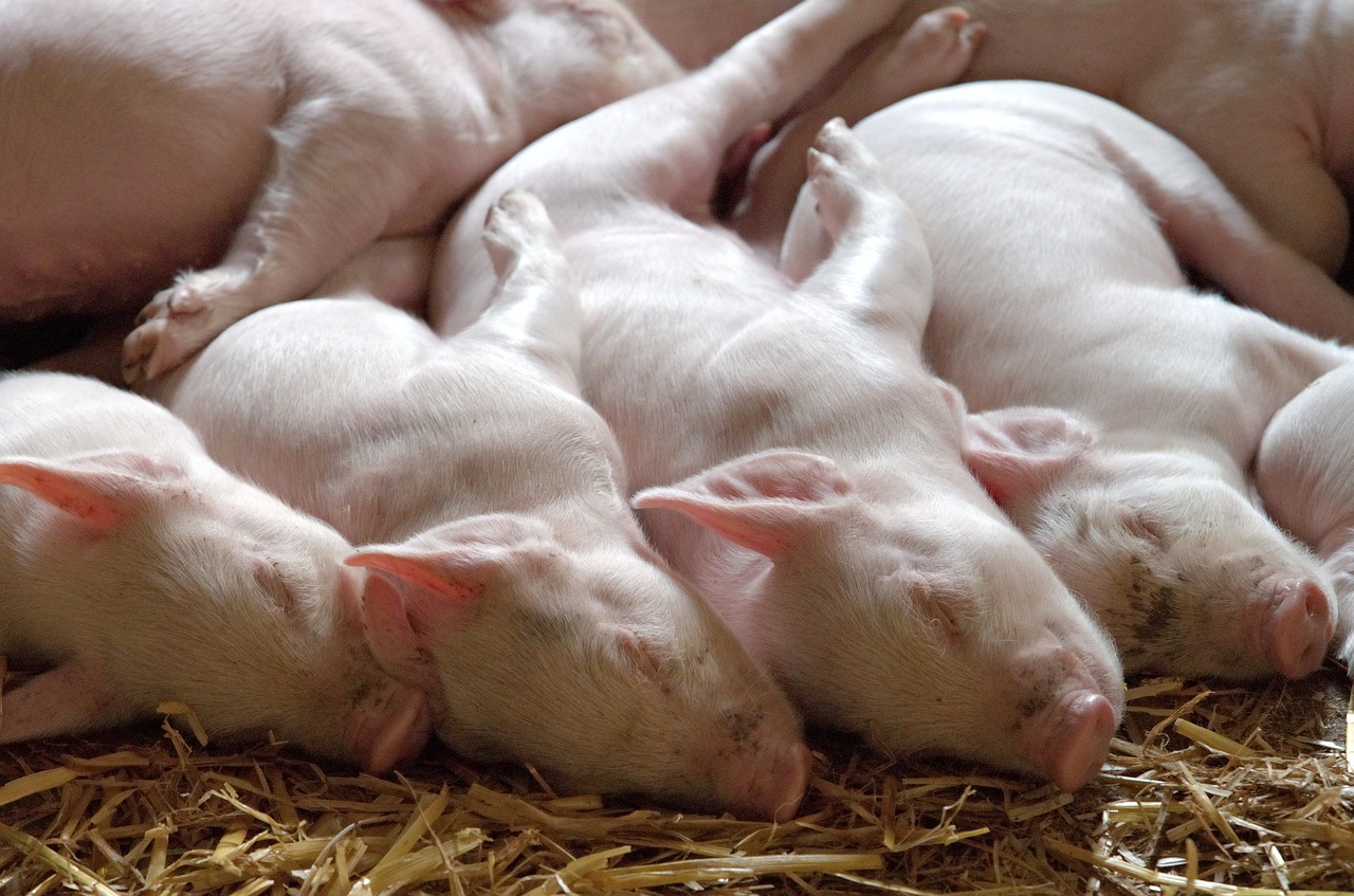 AI Application Case for Pig Farms